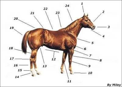 Quelle est la partie numéro 24 ?