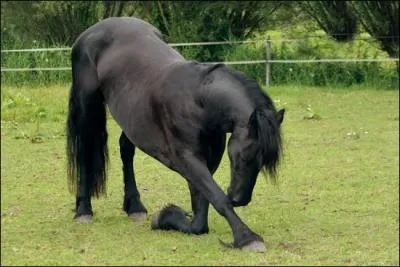 Quelle est la race de ce cheval ?