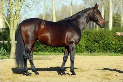 Quelle est la couleur de ce cheval ?