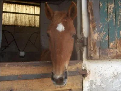 Quel est le nom de la tache sur la tête du cheval ?