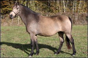 Quiz Galop 1