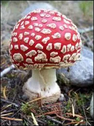 Comment appelle-t-on les filaments (racines) qui permettent au champignon de s'alimenter ?