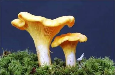 Quand ce n'est pas un champignon, qu'est-ce qu'une chanterelle ?