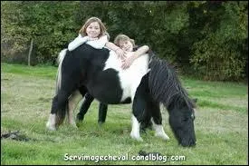 Quelle est la particularité des Shetlands ?