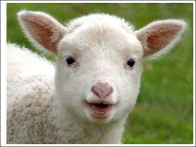 Le bébé de la vache est l'agneau :
