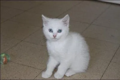 La chatte est la femelle du chien :