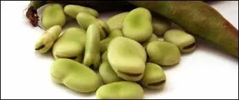 Très présente dans la cuisine traditionnelle du Moyen-Orient et du bassin méditerranéen, la fève est :