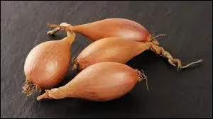L'échalote parfumera agréablement vos plats ; c'est :