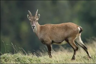 De quel cervidé l'étagne est-elle la femelle ?