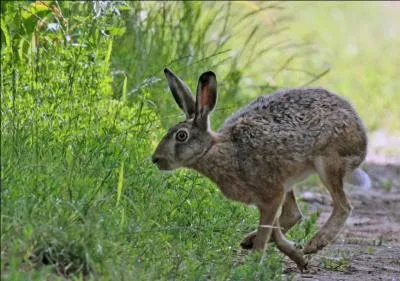 Que fait le lièvre quand il crie ?