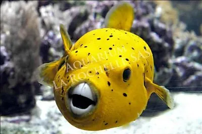 Quelle est la particularité de ce" poisson Ballon citron " ?