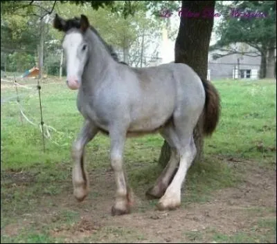 Comment s'appelle cette robe ?