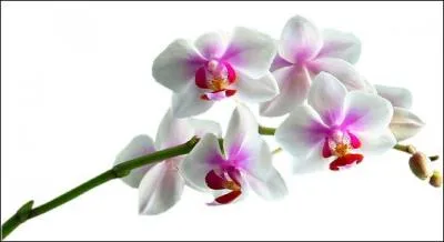 Quel est le nom de cette belle fleur ?