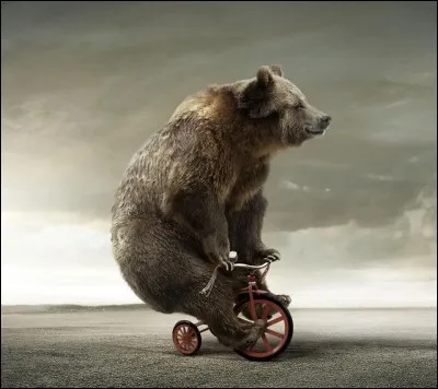 Au Nevada, un ours a été tué pour être entré par effraction dans une maison.