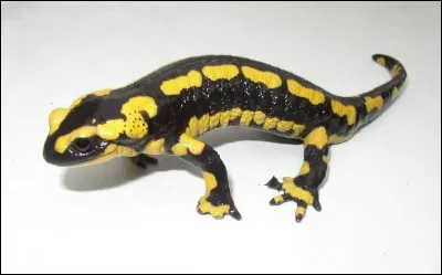 La salamandre est un animal à sang froid. C'est pourquoi, il est préférable de la remettre là où elle était après l'avoir examinée.