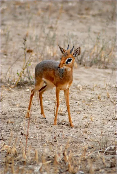 Le dik-dik, nommé ainsi à cause du bruit qu'il fait lorsqu'il a peur du danger, ne peut vivre sans sel.