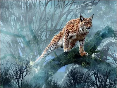 Le lynx est un félin originaire d'Australie.
