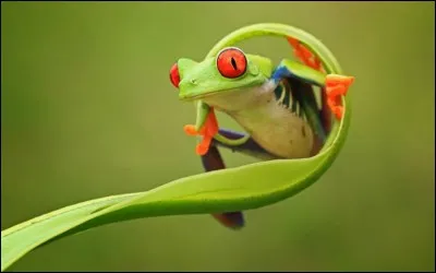 Il faut quatre semaines à un têtard pour devenir une grenouille (ou un crapaud).