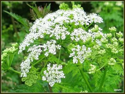 La grande ciguë, employée comme poison violent, entrait dans la composition de l'absinthe :