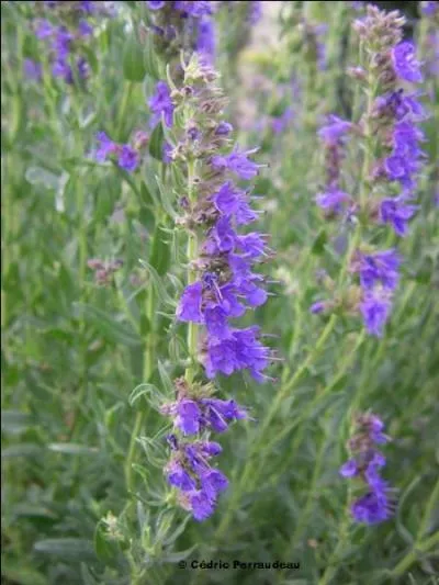 L'hysope, plante neurotoxique, rentre dans la composition de la chartreuse :