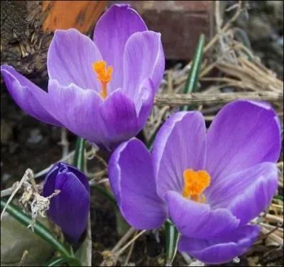 La colchique est-elle une plante toxique, voire mortelle ?