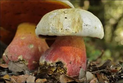 Si vous dégustez un bolet Satan, il ne vous emmènera pas forcément en Enfer, mais sûrement au Paradis :