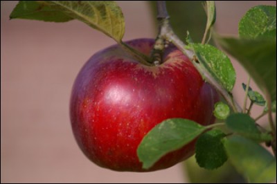 La pomme contient du cyanure :