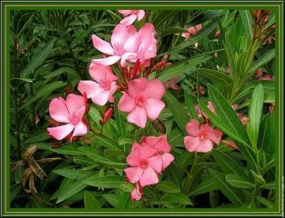 Le laurier rose est une plante toxique :