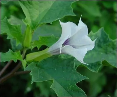La fleur datura est toxique :