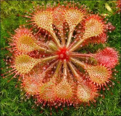 La drosera est toxique :