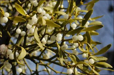 Le gui est toxique :