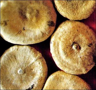 La noix vomique contient de la strychnine :