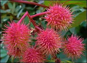 Le ricin est un poison :