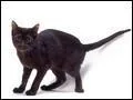 Comment s'&eacute;crit cette race de chats ?