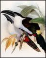 Quelle est cette race de toucan ?