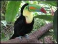 Quelle est cette race de toucan ?
