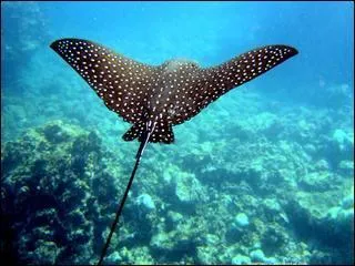 Le mot commence par Inter :