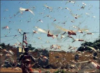 Que pouvons-nous voir clairement sur la photo ?