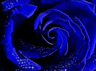 Cette rose a pour couleur...