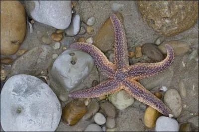 L'étoile de mer a six branches.