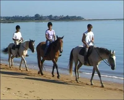 Les chevaux marchent au bord de la mer.
