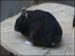 Quelle est cette race de hamsters ?