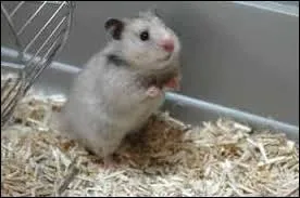 Quelle est cette race de hamsters ?