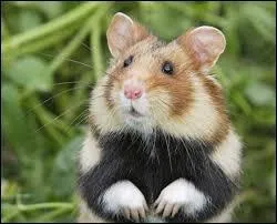 Quelle est cette race de hamsters ?