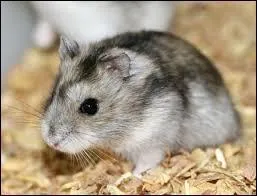 Quelle est cette race de hamsters ?