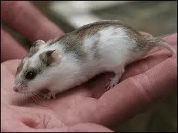 Quelle est cette race de hamsters ?