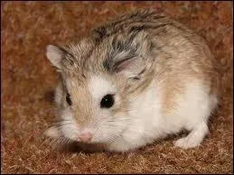 Quelle est cette race de hamsters ?