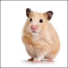 Quelle est cette race de hamsters ?