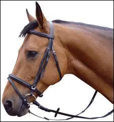 Cette muserolle est: