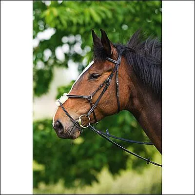 Cette muserolle est: